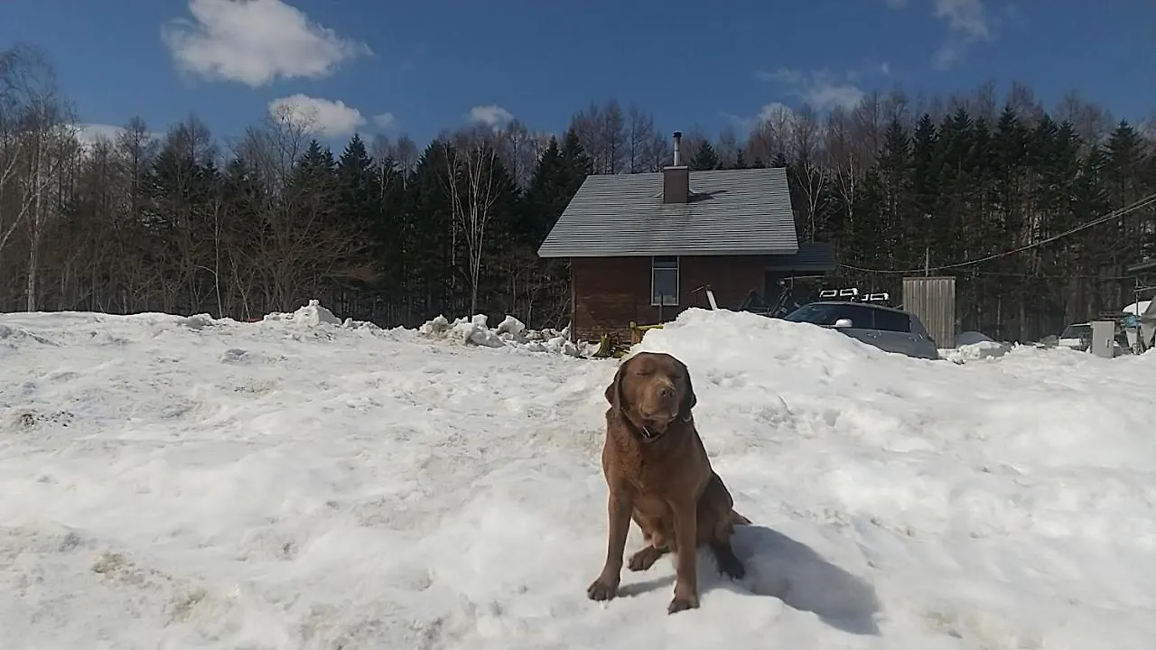Ski Base Akaigawa اليابان